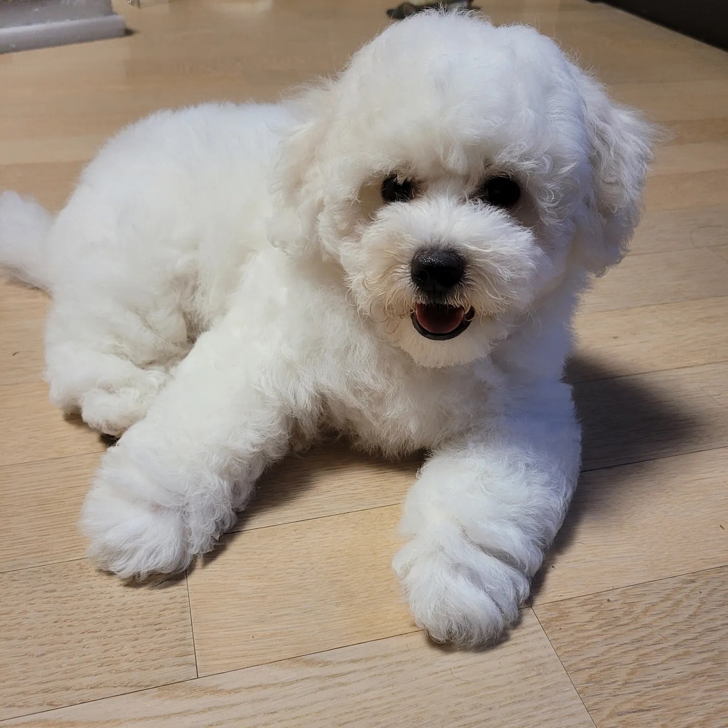 Bichon frise male puppy