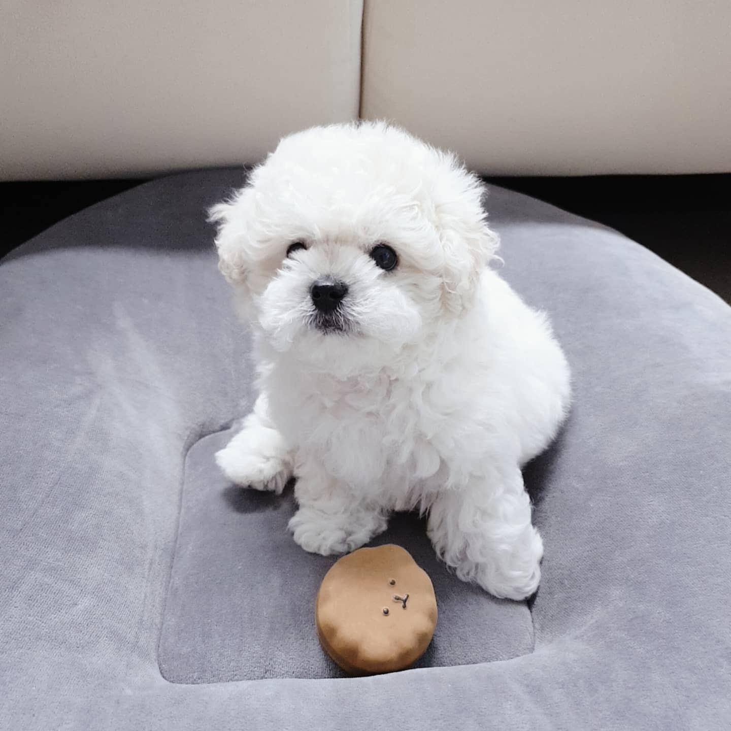 Bichon Frise Puppy - Cody