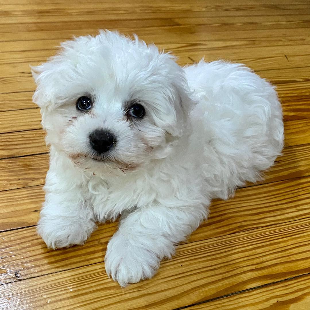 Bichon Frise Male Puppy Charlie